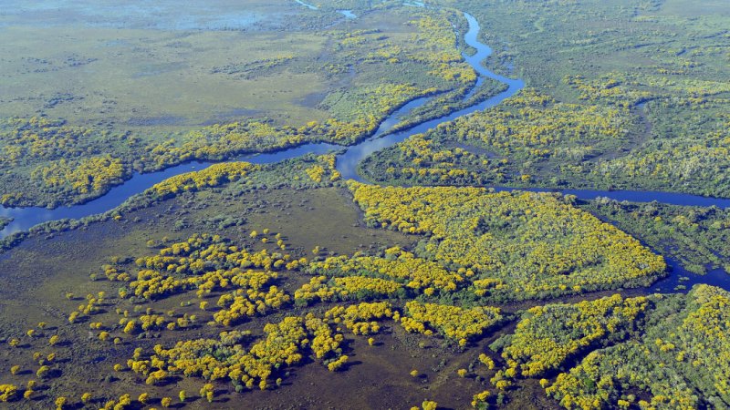 大湿原パンタナル